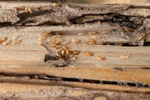 Professional Pest Control in Sandy Valley, NV